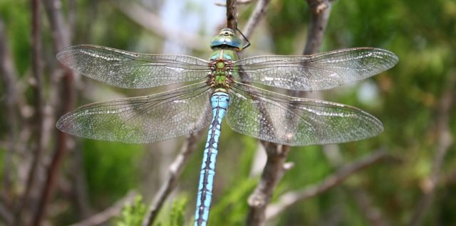Avec du vin bio dynamique, les insectes sont les bienvenus sauf le phylloxéra