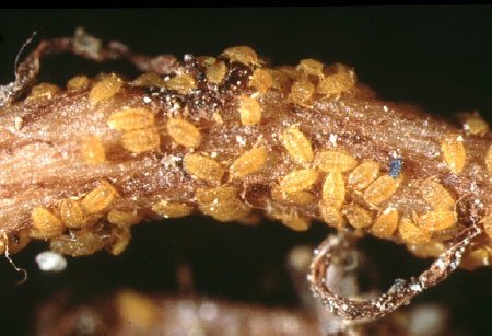 phylloxéra œufs