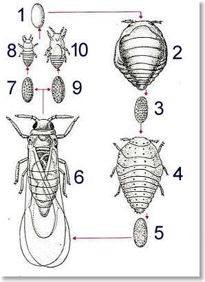 Différentes formes du phylloxéra